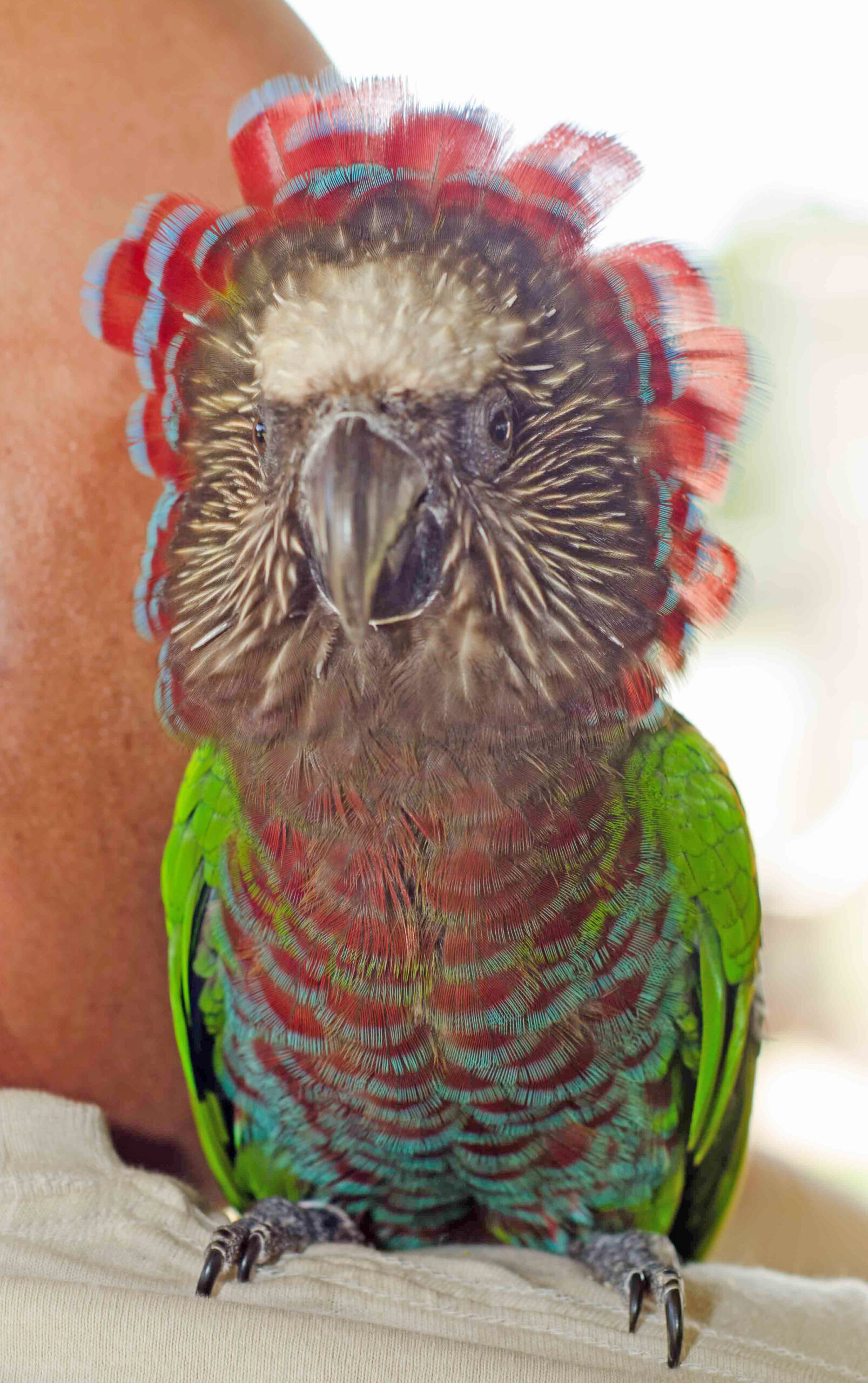 Hawk-Headed Parrot perched calmly — showing rich green and red-barred chest plumage — HFFN member's bird