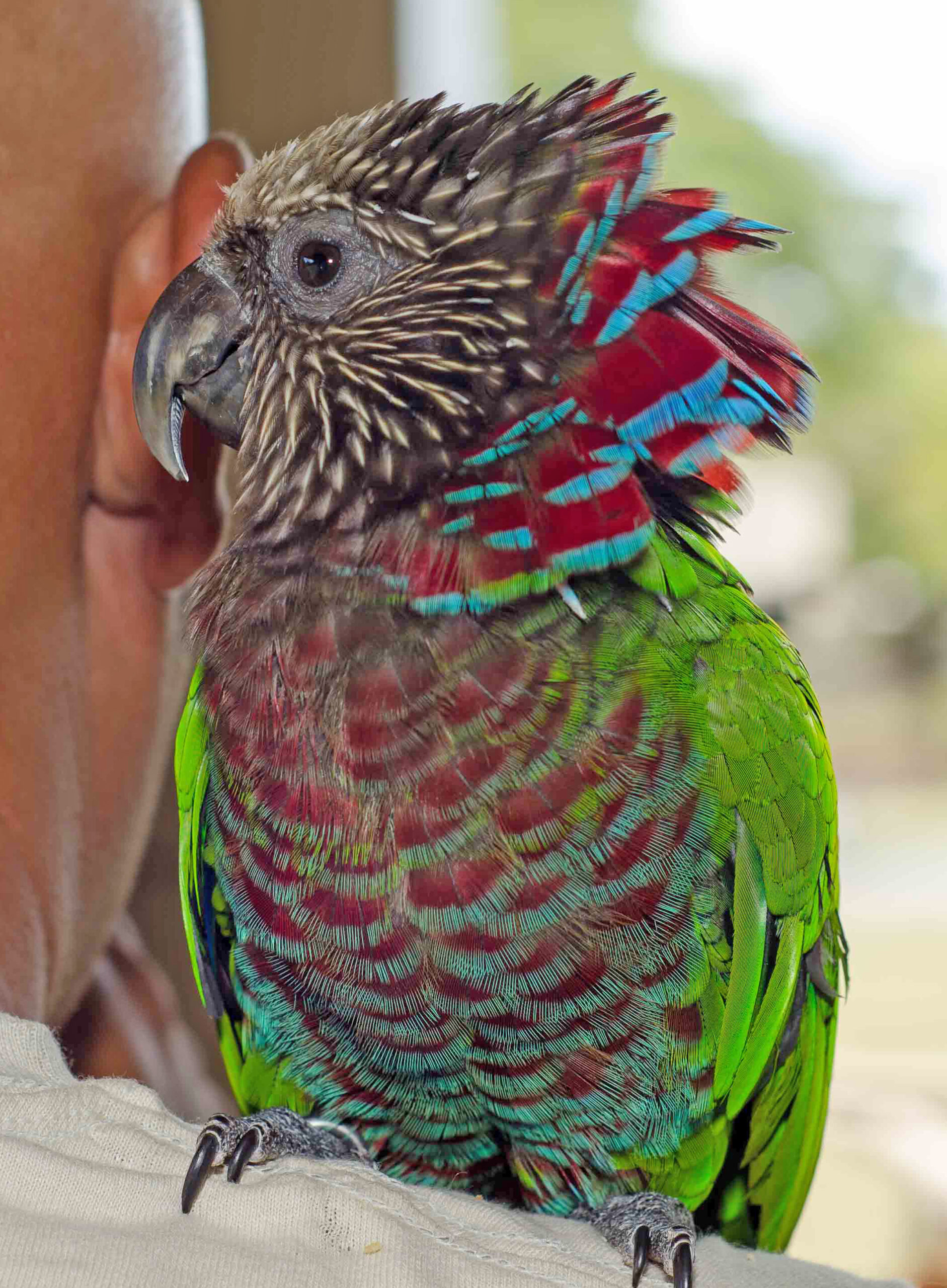 Hawk-Headed Parrot with fan display fully raised — dramatic red and blue neck feathers — HFFN member's bird on Oʻahu