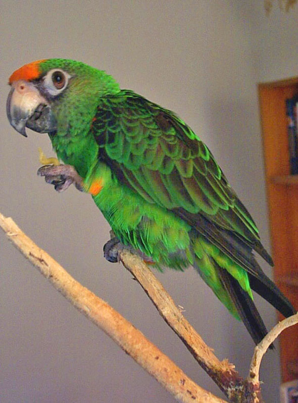 Jardine's Parrot — rich green plumage with orange-red forehead and leg patches — HFFN member's bird on Oʻahu
