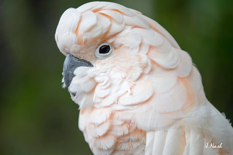 Lily — Habilitat's beloved Moluccan Cockatoo, whose trust HFFN members earned over years of patient visits