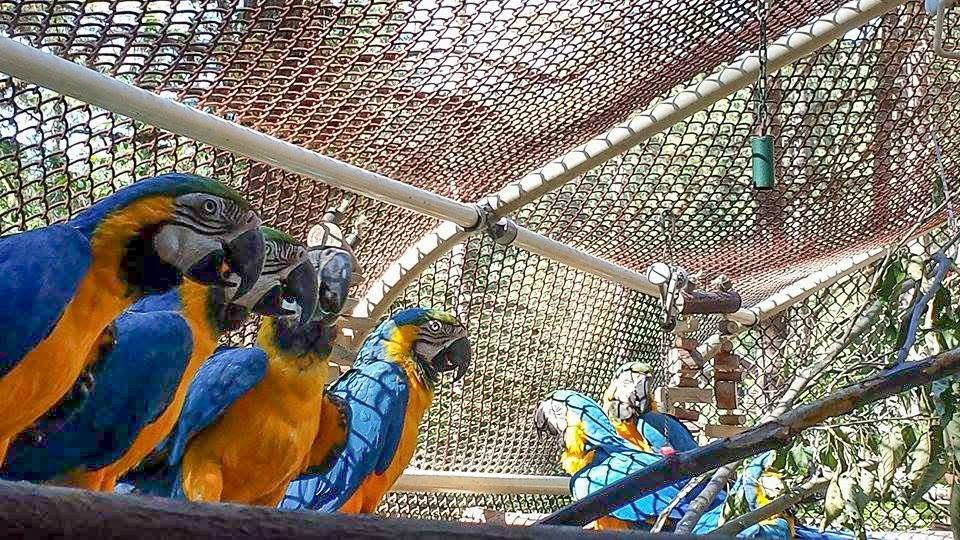 The Hawaiian 12 rescue story as featured in Parrots Magazine, October 2015