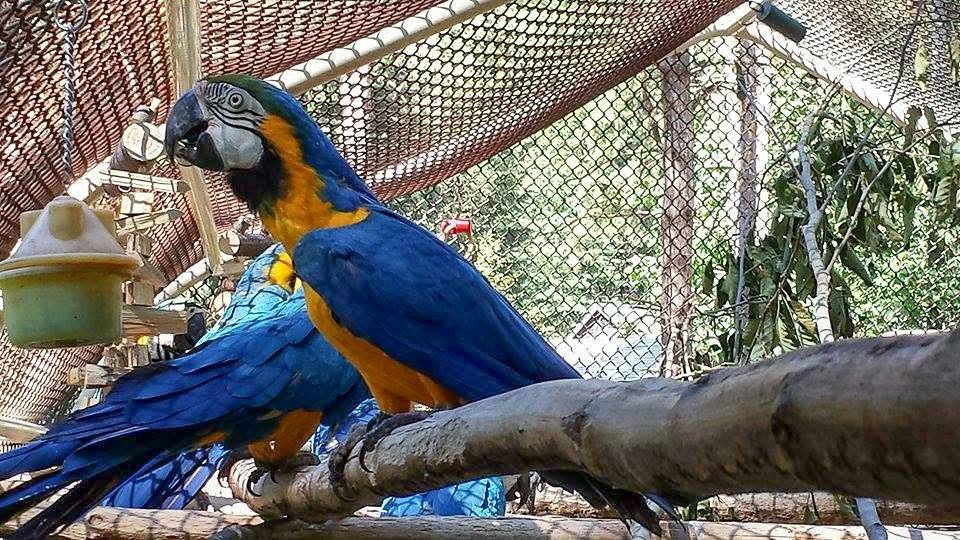 The Hawaiian 12 Blue and Gold Macaws together in their new aviary at Macaw Rescue and Sanctuary