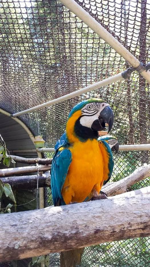 One of the Hawaiian 12 Blue and Gold Macaws happy and settled in their new home at Macaw Rescue and Sanctuary