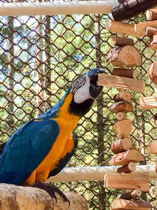 One of the Hawaiian 12 playing with a toy for the very first time at Macaw Rescue and Sanctuary in Seattle