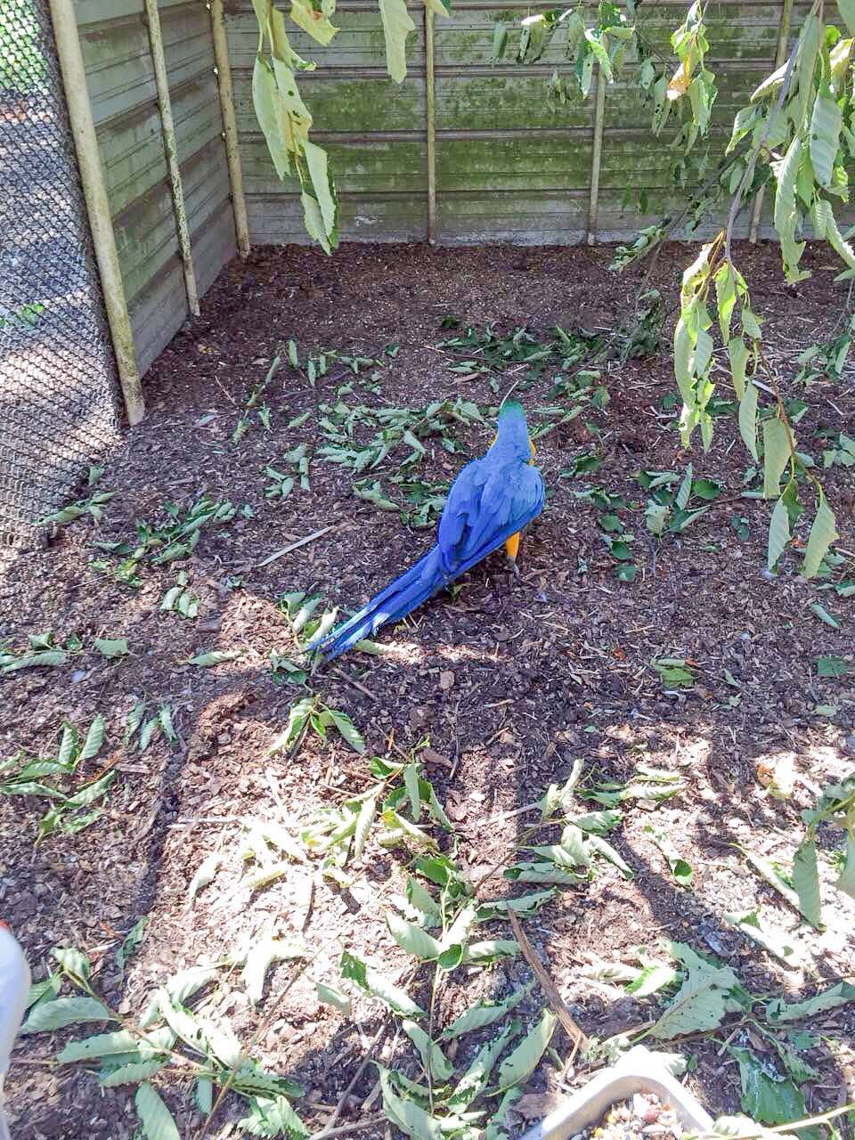One of the Hawaiian 12 touching the ground for the very first time in its life