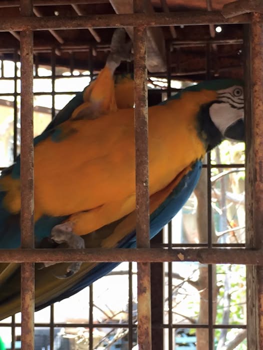 One of the Hawaiian 12 Blue and Gold Macaws in the makeshift rusty cage before HFFN's rescue
