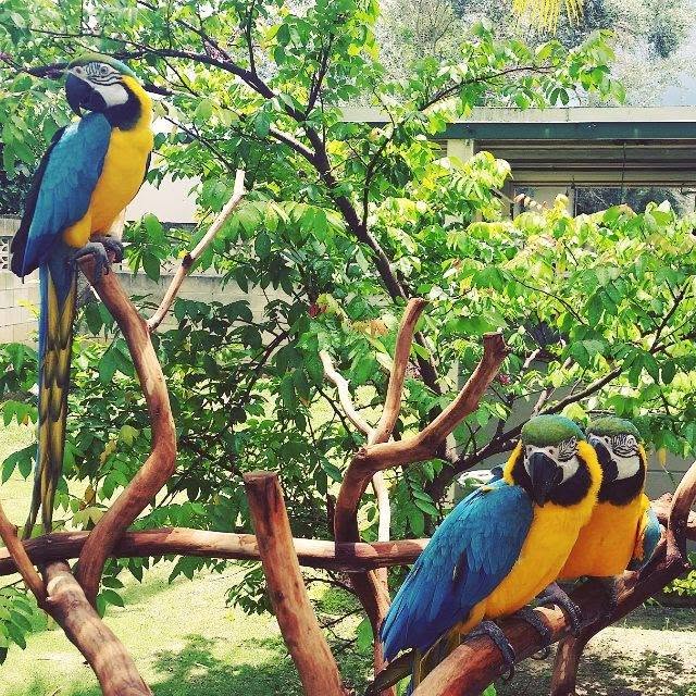 Macaws on an HFFN handcrafted tree stand