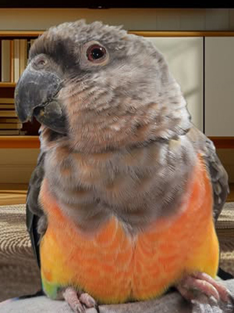 Male Red-bellied Parrot — warm orange-red belly contrasting with grey-brown back — HFFN member's bird on Oʻahu
