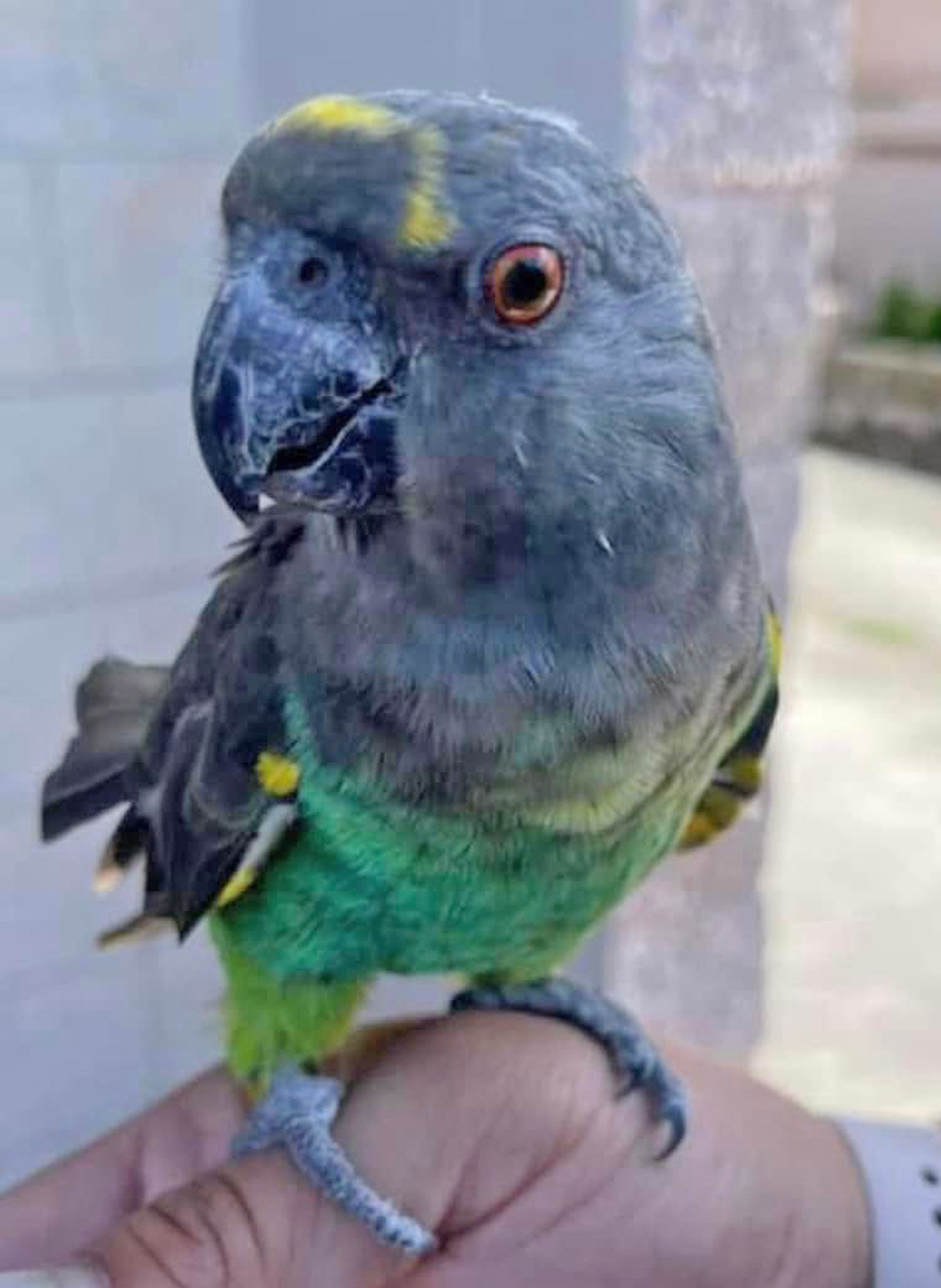 Meyers Parrot — grey-brown body with yellow shoulder patches and turquoise-green belly — community photo