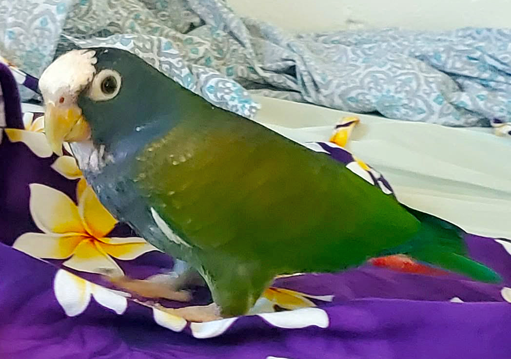 White-capped Pionus — showing distinctive white crown and blue-violet body — Hawaiʻi Parrot Forum member photo