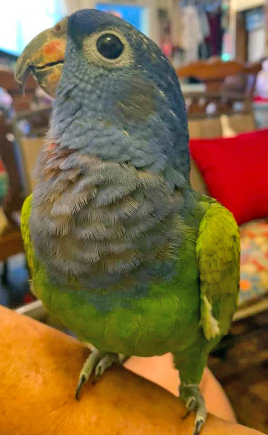 Blue-headed Pionus Parrot — vivid blue head and green body — Hawaiʻi Parrot Forum member photo