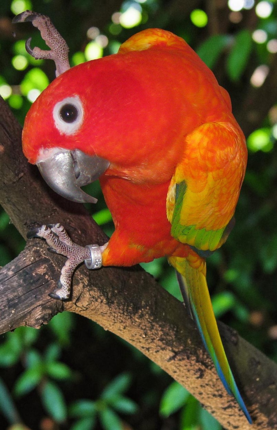 Red Factor Sun Conure — HFFN member's bird on Oʻahu