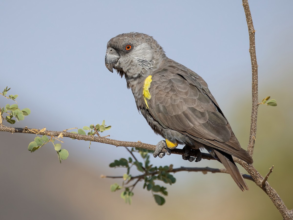 Rüppell's Parrot — grey-brown with vivid blue lower back and yellow shoulder patches
