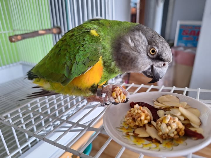 Senegal Parrot — grey head, green back, vivid yellow-orange V on chest — community member photo
