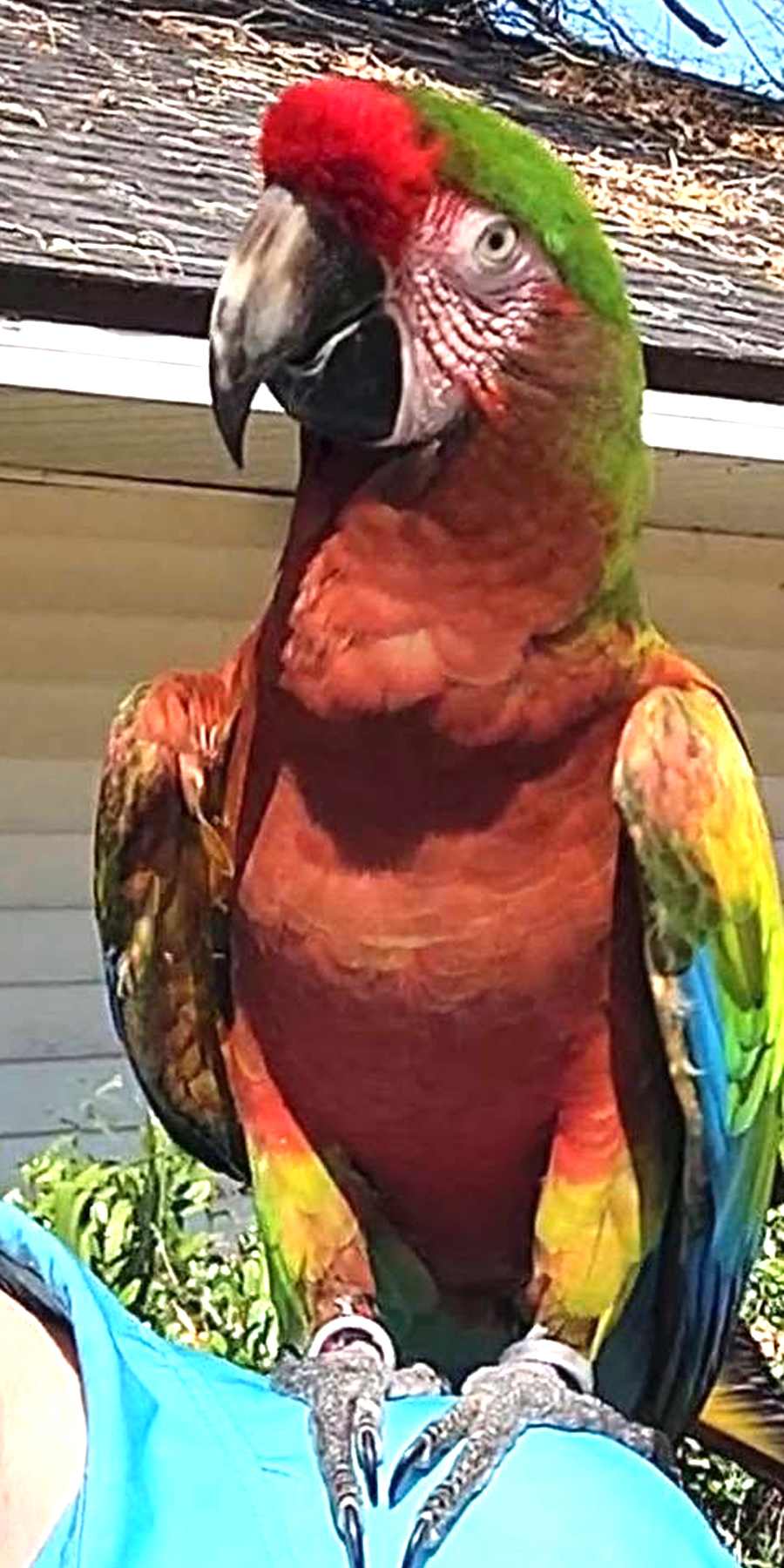 Shamrock Macaw — Military cross Scarlet hybrid showing rich red and olive-green plumage