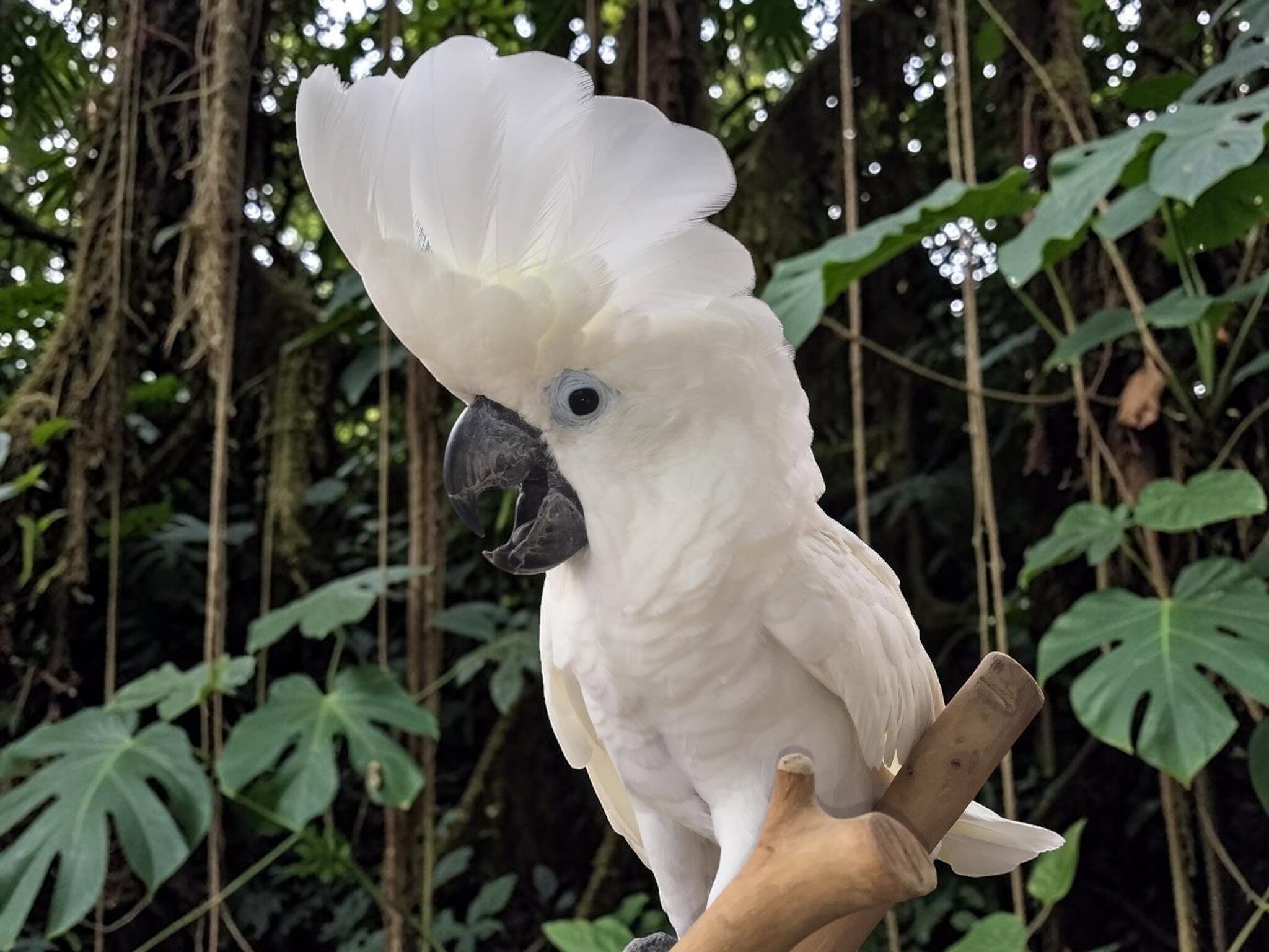 Haukea the umbrella cockatoo at Habilitat
