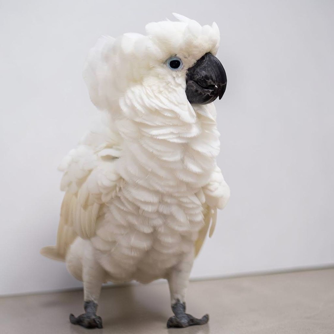 Haukea the umbrella cockatoo at Habilitat